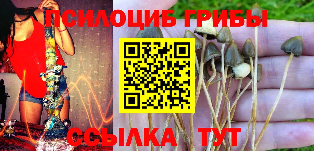 Псилоцибиновые грибы Psilocybe Советск